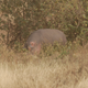 Illustration for article titled Out of Africa. Hungry Hungry Hippos.